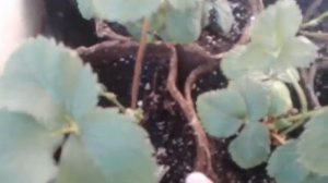 Клубника Брайтон на балконе часть 2.