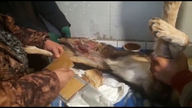 Новости из приюта_news from the homeless animal shelter смотреть онлайн