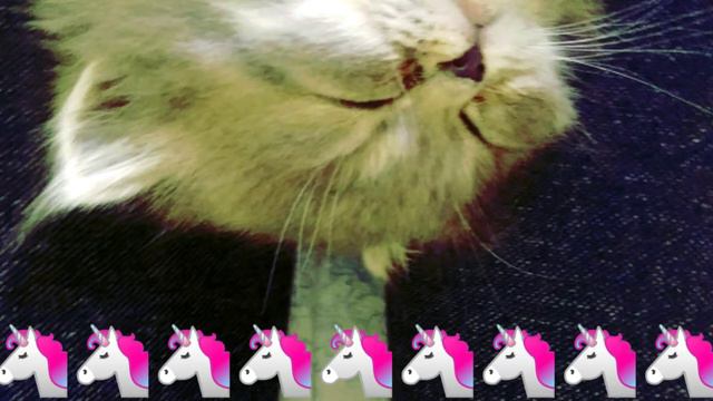 Снимала котьонка думаю он вам милий!!