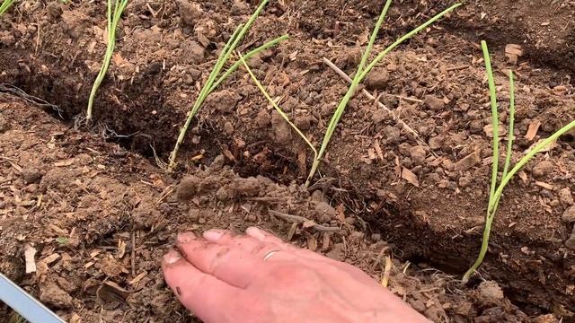 Высаживаем лук в грунт. смотреть онлайн