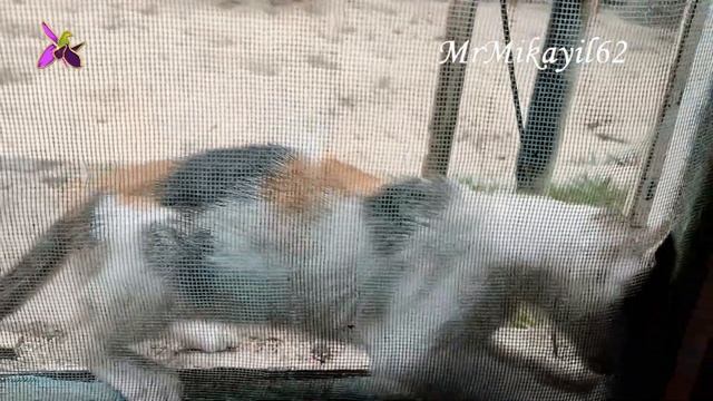 Трёхцветное чудо взялось неизвестно откуда. 24.07.22. Дача - Горадиль смотреть онлайн