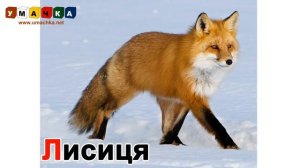 Абетка для дітей «Тварини» - Вчимо український алфавіт