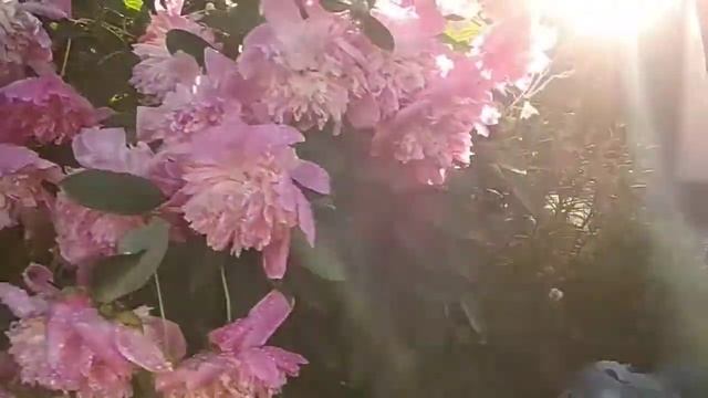 императорский пион смотреть онлайн