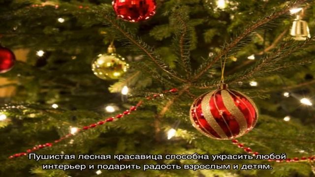 Что делать, чтобы новогодняя ёлка не осыпалась раньше срока смотреть онлайн