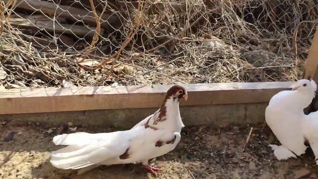 Голуби Индийский павлин и Одесский турман. смотреть онлайн