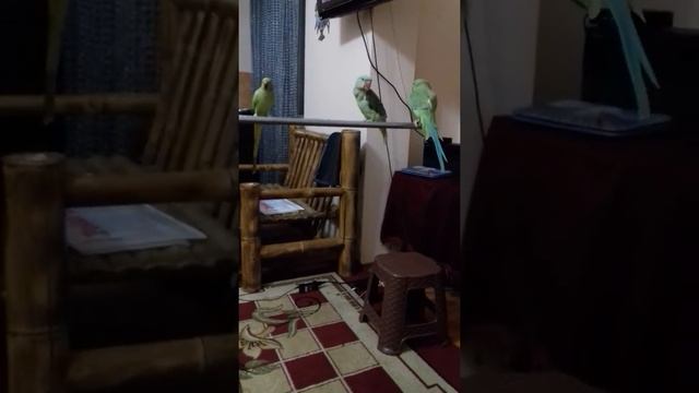 ОЖЕРЕЛОВЫЙ ПОПУГАЙ МОИ ЗЕЛЁНЫЕ ЛЯГУШКИ смотреть онлайн