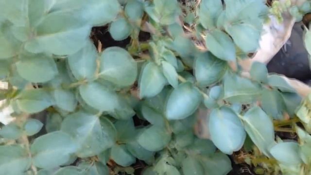 Выращивание картофеля рассадным способом. Как получить урожай картофеля на месяц раньше смотреть онлайн