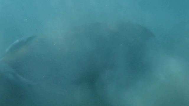 Дюгонь смотреть онлайн