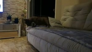 Дрессировка щенка французского бульдога Молли. French Bulldog Molly.