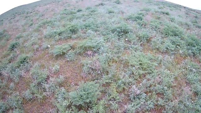Белый степной гриб смотреть онлайн