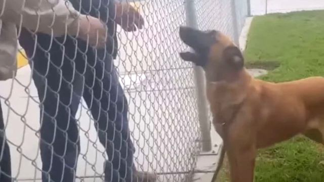 Собака, брошенная в приюте, увидела, как её хозяева забирают нового питомца. История до слёз! смотреть онлайн