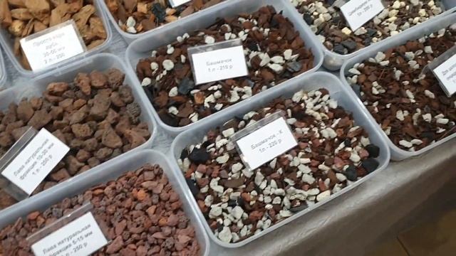 Орхидиум/Меня прокляли? смотреть онлайн