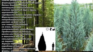 'Wichita Blue' - "Вичита Блю". Можжевельник скальный. Juniperus scopulorum. Rock juniper.