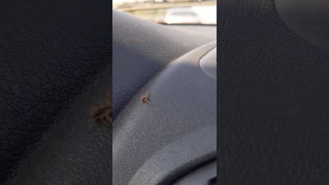 паук / spider смотреть онлайн