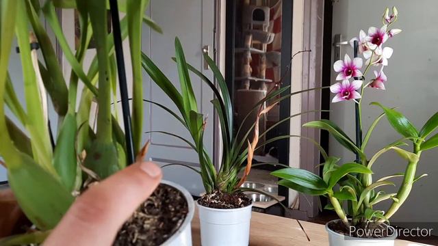 When to repot new orchids, supermarket orchids care смотреть онлайн