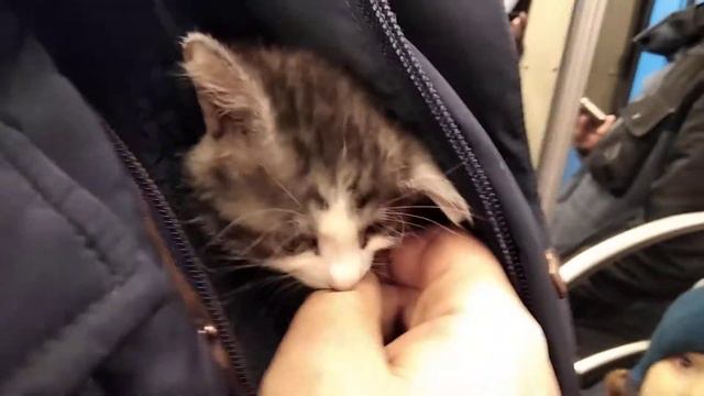 кошка Маша нашла новую семью и будет находиться в добрых надёжных руках... смотреть онлайн