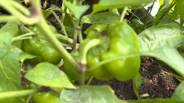Gartenrundgang Juli 2022 - Tomaten, Paprikas, Gurken, Dahlien und vieles mehr! Pizzaofen | 4K смотреть онлайн