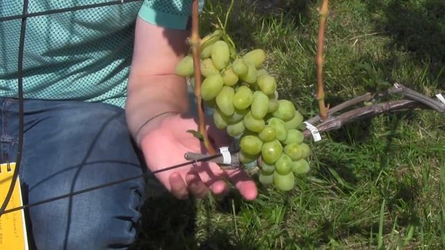 @Виноград 2018 Виноград Сицилия в Полтаве смотреть онлайн