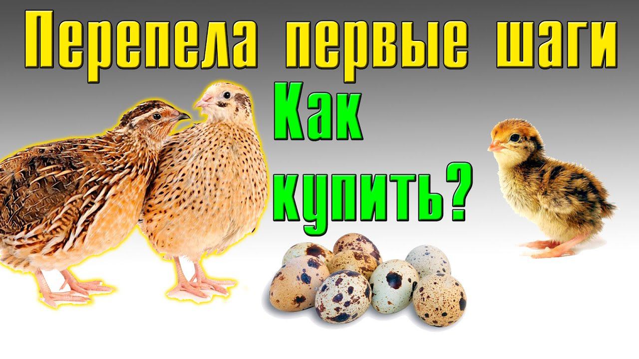 Как покупать перепелов? Перепела первые шаги смотреть онлайн