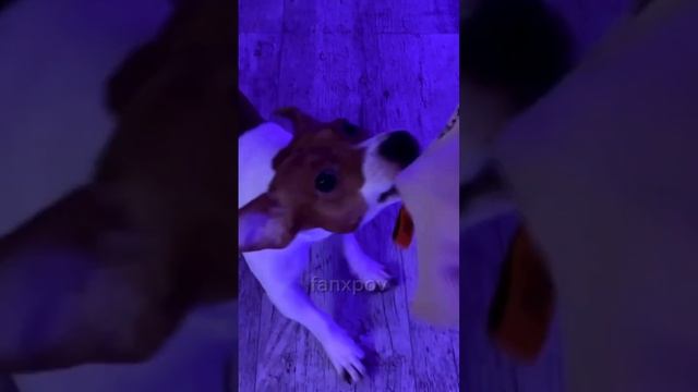 Клип по " Ученик по обмену " — Ненавижу города. Лия Стеффи и Аллен Дуэль клип. смотреть онлайн