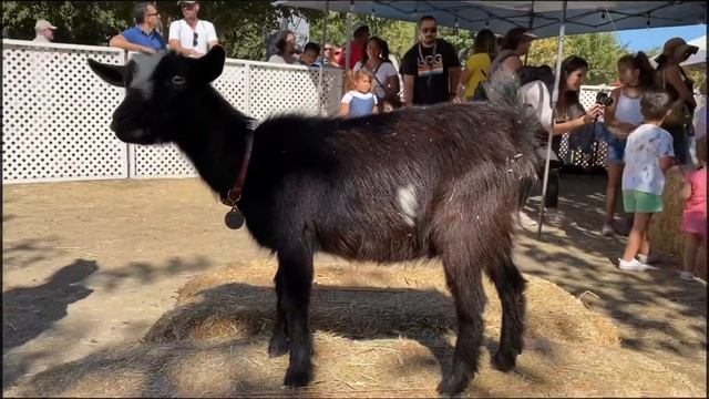 Тыквенная ферма в предверии праздника Хэллоуин смотреть онлайн