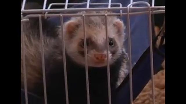 Любимчик. Хорек