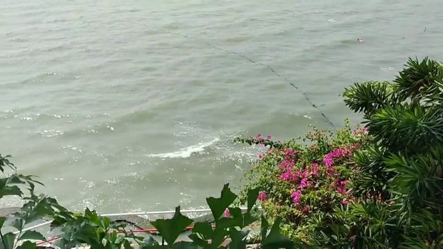 Азиатская кукушка коэль/ Asian Cuckoo Koel ??