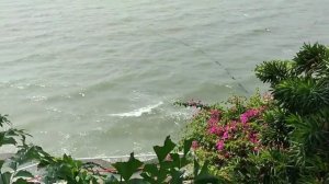 Азиатская кукушка коэль/ Asian Cuckoo Koel ??