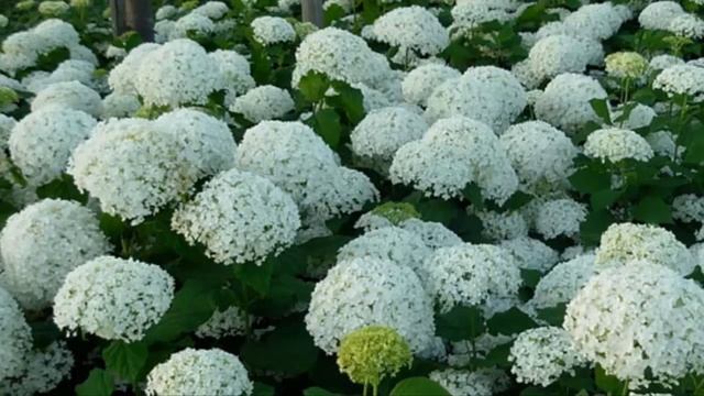 Грибной калейдоскоп