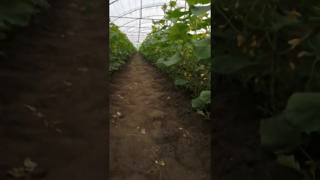 Японские огурцы, Арап. Очень ранние! Оптовая цена сегодня 35руб. смотреть онлайн