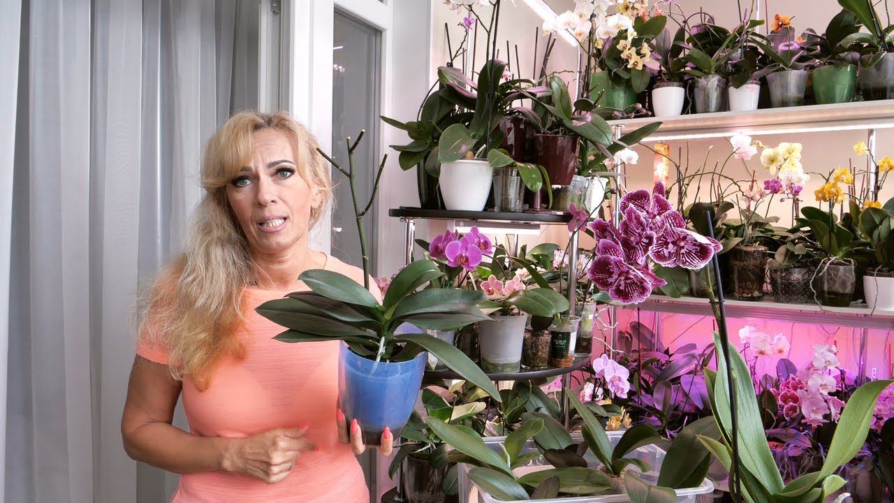 НЕ ТРОНЬ! НЕ УБИТЬ орхидею ПРОСТО! ГНИЛЫЕ корни РЯДОМ... смотреть онлайн