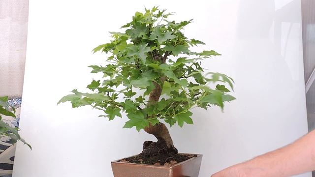 Vídeo 360º Bonsái Liquidambar Formosana. LQF05 смотреть онлайн