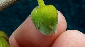 Азимина. Особенности цветения и опыления