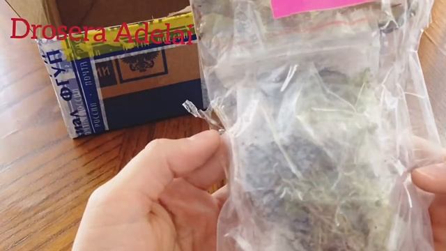 Росянка Адель !!! Распаковка !! Хищные растения смотреть онлайн