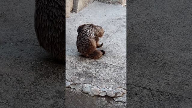 Медведь. Ташкентский зоопарк. смотреть онлайн