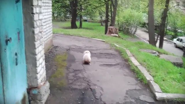 Наш питомец - пекинес Гуччи. смотреть онлайн