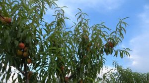 Персик с ароматом липового меда Сорт КРОСБИ