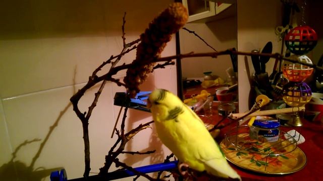 Волнистый попугай, лакомство, игровая площадка смотреть онлайн