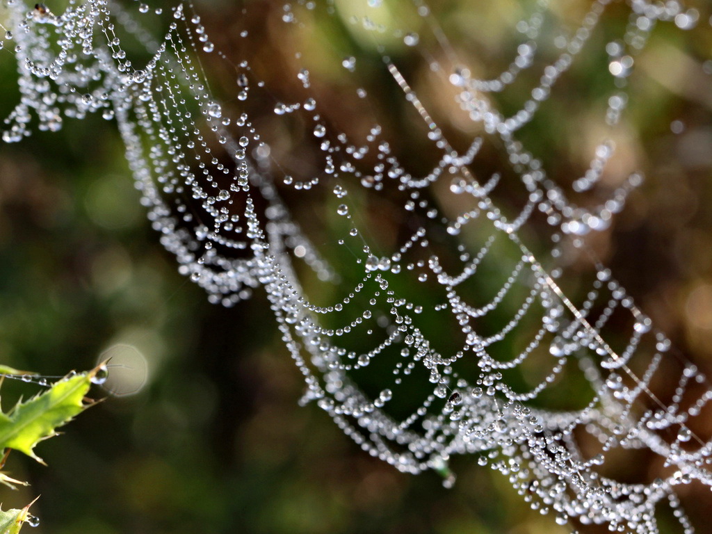 Туманные паутинки