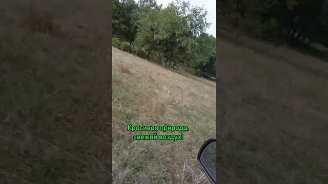 В поисках "улова грибов". Гуляли по смешанным лесам смотреть онлайн