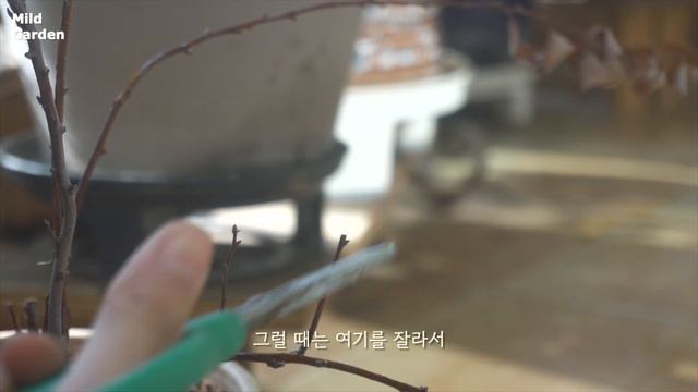 ENG)흙더미에서 되살아난 구근💛 봄맞이 가지치기, 유기농 살충제 님오일 💊 Ep86