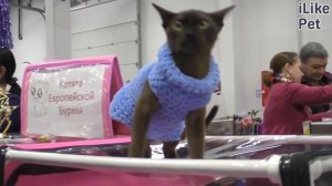 4 особенности породы бурманская кошка