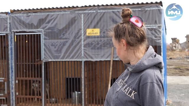 Отлов бездомных животных в Усть-Камчатске смотреть онлайн