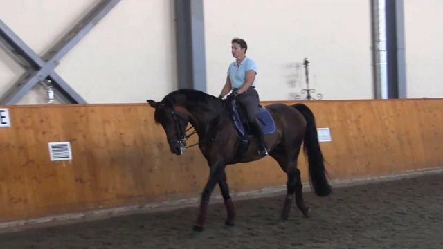 Эстет 2006 г.р.. трак. жер. (Эгеюс - Эстрела)