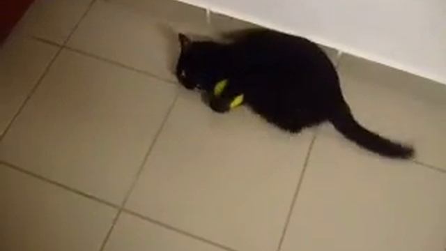 Играющийся котёнок ! :) смотреть онлайн