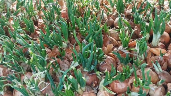 Лук на перо. Проросший посадочный, что с ним делать?