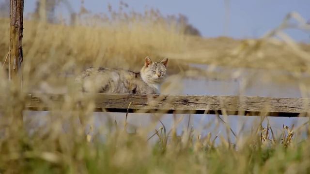 Gentle Christmas Serenade ? Healing Melodies for Anxious Cats ? Piano Peace on Christmas Eve? смотреть онлайн
