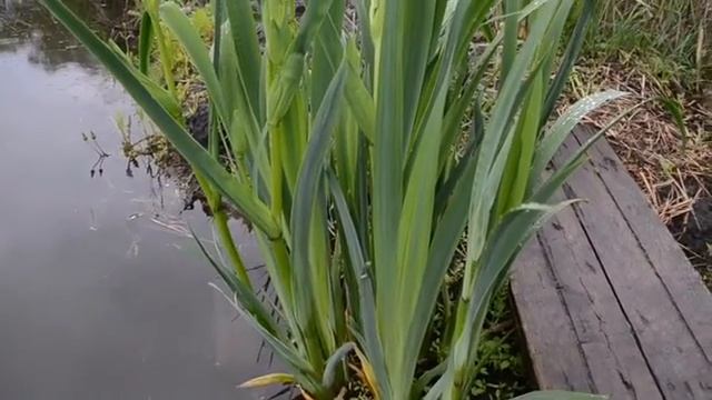 Ирис водяной. смотреть онлайн