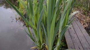 Ирис водяной.