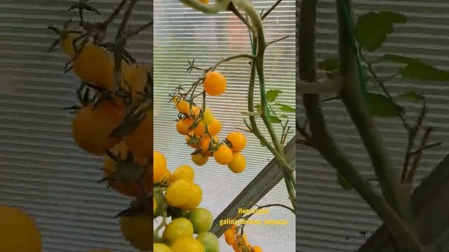 ЧЕРРИ Summer Sun ☀️ смотреть онлайн